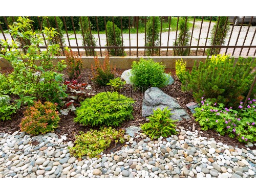 武夷山城市绿化带植物叫什么