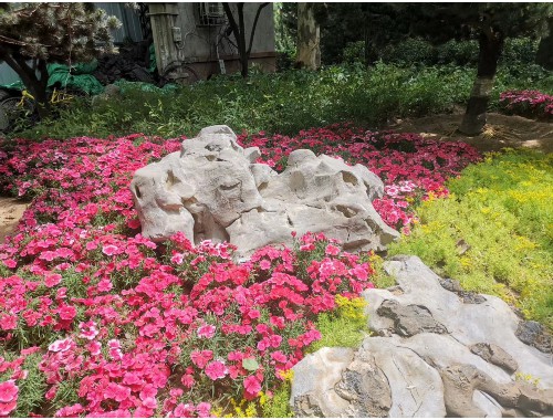 威廉希尔足球官网：松江城市绿化的作用