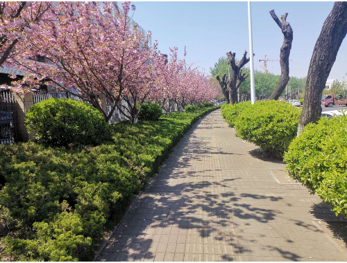 彭州附近绿化苗木市场在哪里有