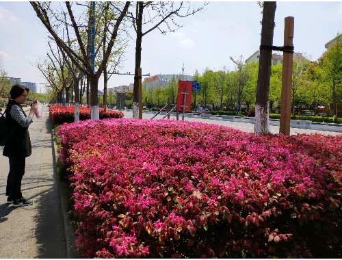 香瑞园城市绿化用地