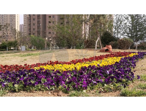 威廉希尔足球官网：壹城中心6期绿化工程招标